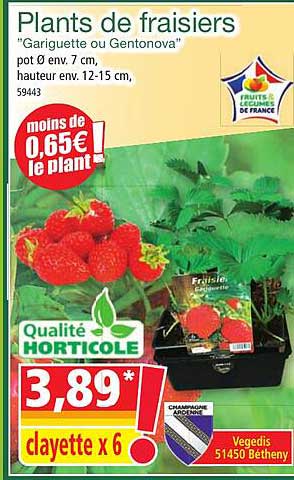 plants de fraisiers