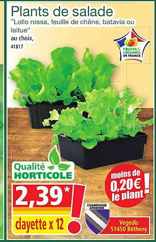 plants de salade