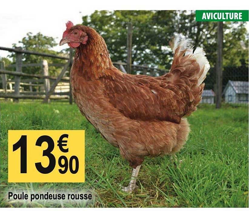 poule pondeuse rousse