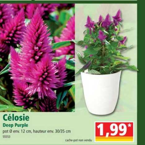 célosie deep purple