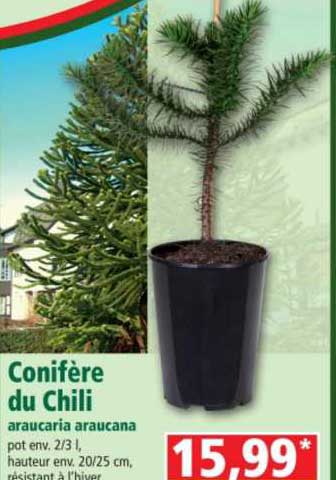 conifère du chili araucaria araucana