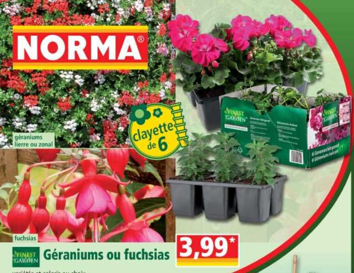 géraniums ou  fuchsias finest garden