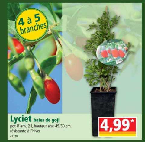 lyciet baies de goji