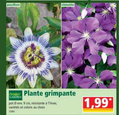Plante Grimpante Finest Garden