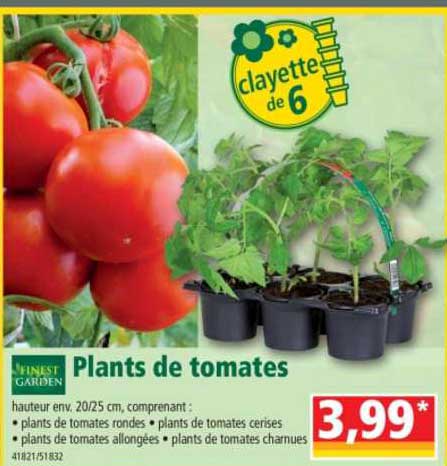 plants de tomates finest garden