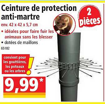 ceinture de protection anti-martre