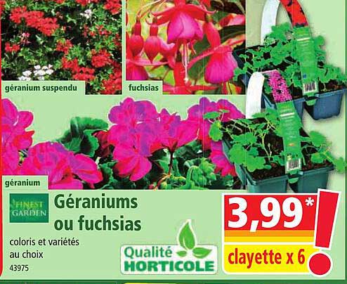 géraniums ou fuchsias finest garden