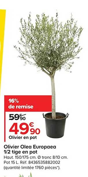 olivier olea europeas 1-2 tige en pot
