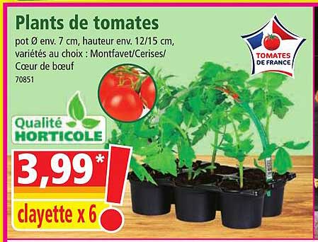 plants de tomates