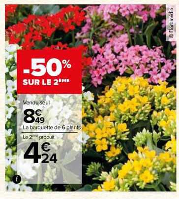 la barquette de 6 plants