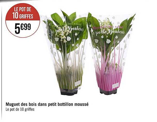 muguet des bois dans petit bottillon moussé