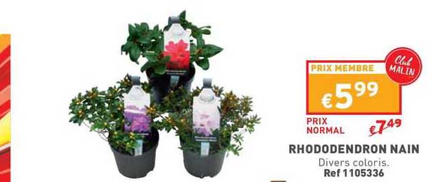 Rhododendron Nain