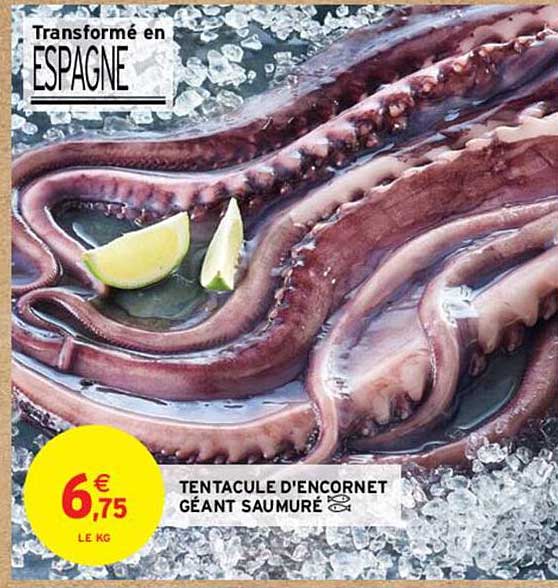 tentacule d'encornet géant saumuré