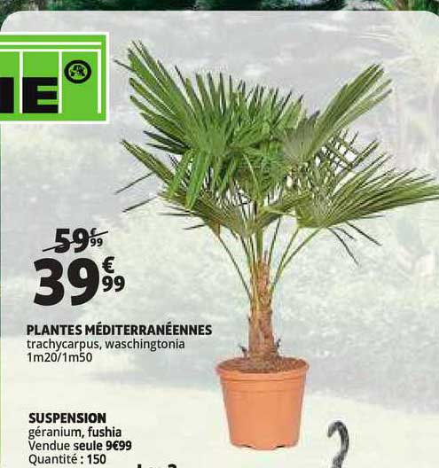 plantes méditerranéennes, suspension