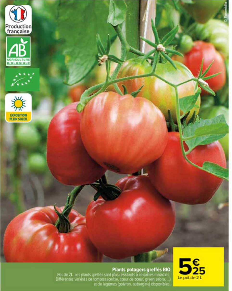 plants potagers greffés bio