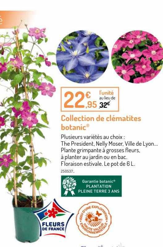 collection de clématites botanic