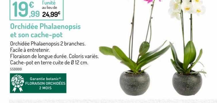 orchidée phalaenopsis et son cache-pot