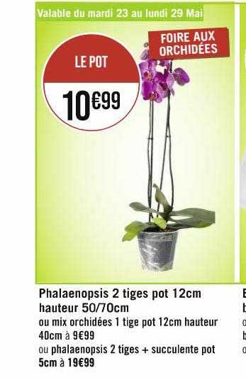 phalaenopsis 2 tiges pot 12 cm hauteur 50-70 cm