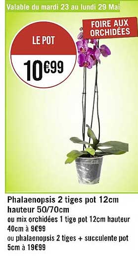 phalaenopsis 2 tiges pot 12 cm hauteur 50-70 cm ou mix orchidées 1 tige pot 12 cm hauteur 40 cm ou phalaenopsis 2 tiges + succulente pot 5 cm