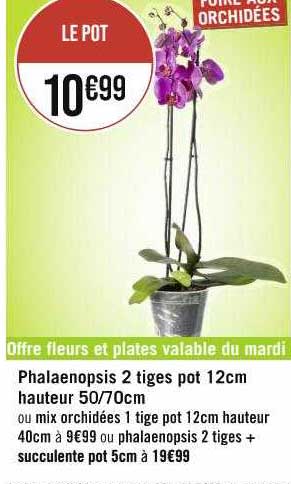 phalaenopsis 2 tiges pot 12 cm hauteur 50-70 cm ou mix orchidées 1 tige pot 12 cm hauteur 40 cm ou phalaenopsis 2 tiges + succulente pot 5 cm