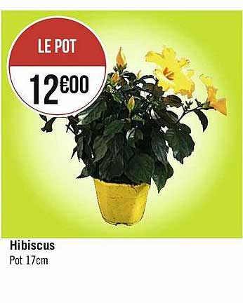 Hibiscus