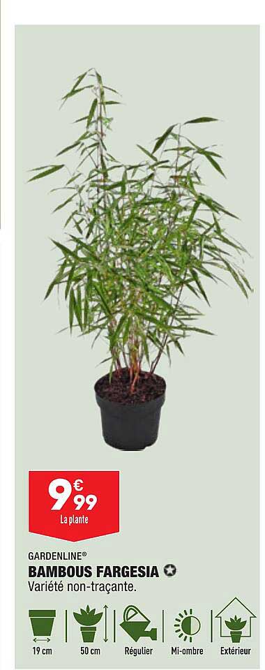 bambous fargesia gardenline