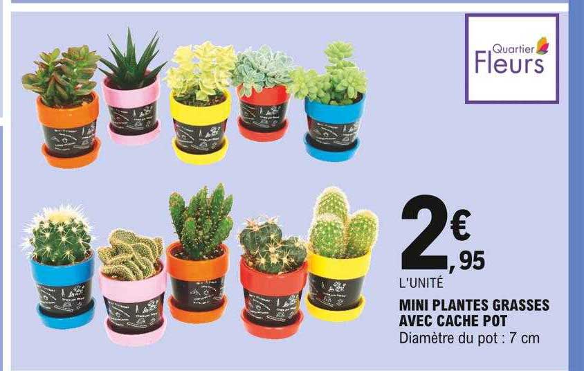 Mini Plantes Grasses Avec Cache Pot