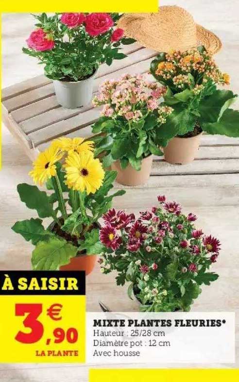 mixte plantes fleuries