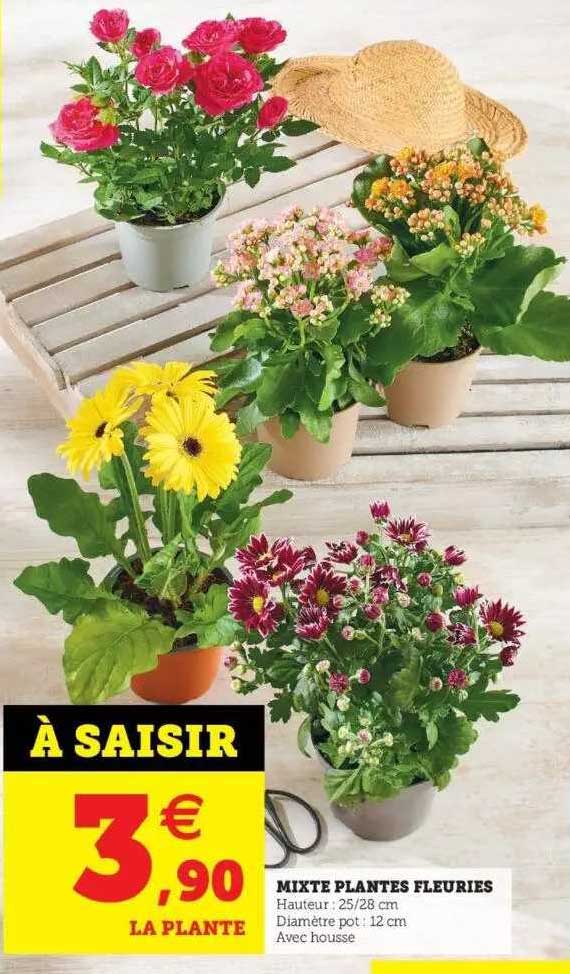 mixte plantes fleuries