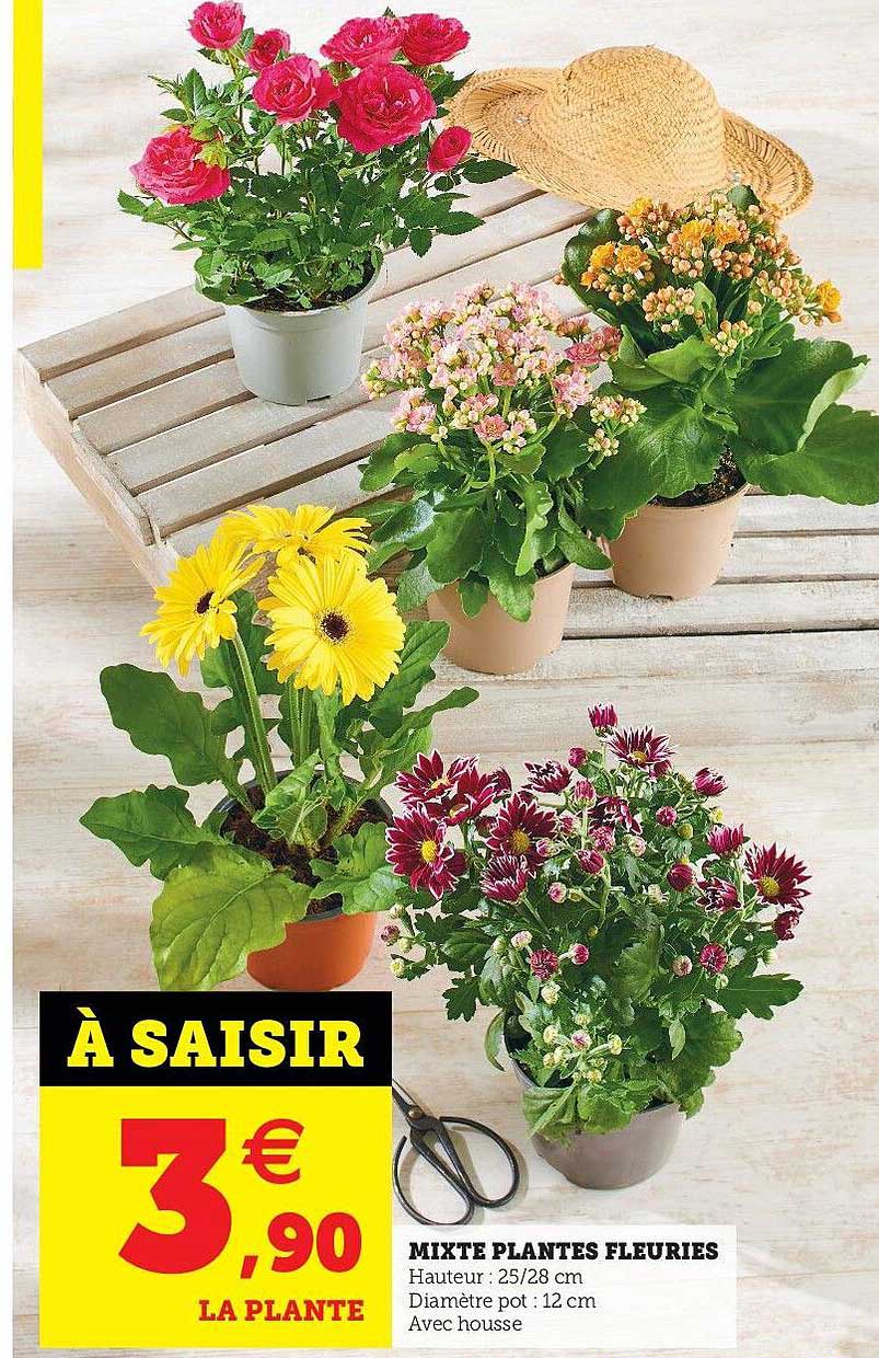 mixte plantes fleuries