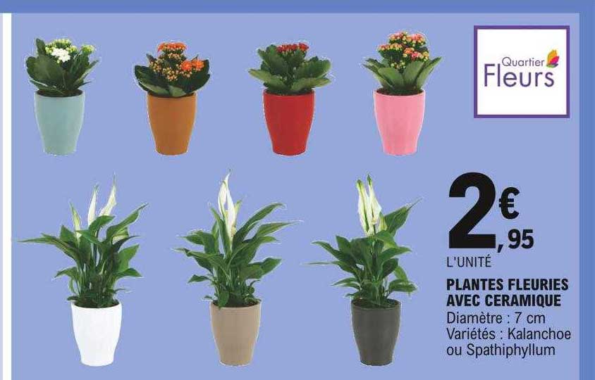 plantes fleuries avec céramique