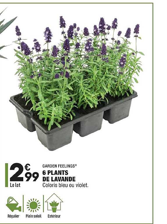 6 plants de lavande garden feelings