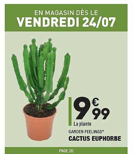 cactus euphorbe garden feelings