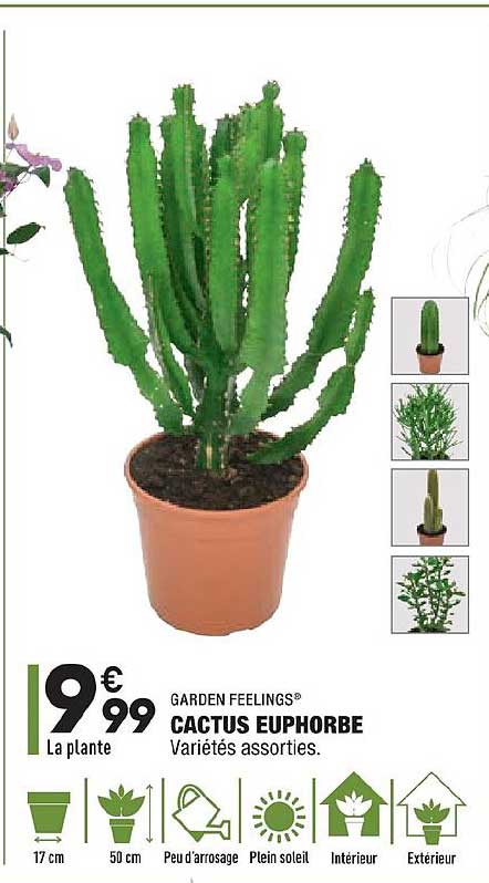 cactus euphorbe garden feelings