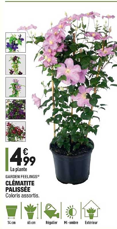 clématite palissée garden feelings