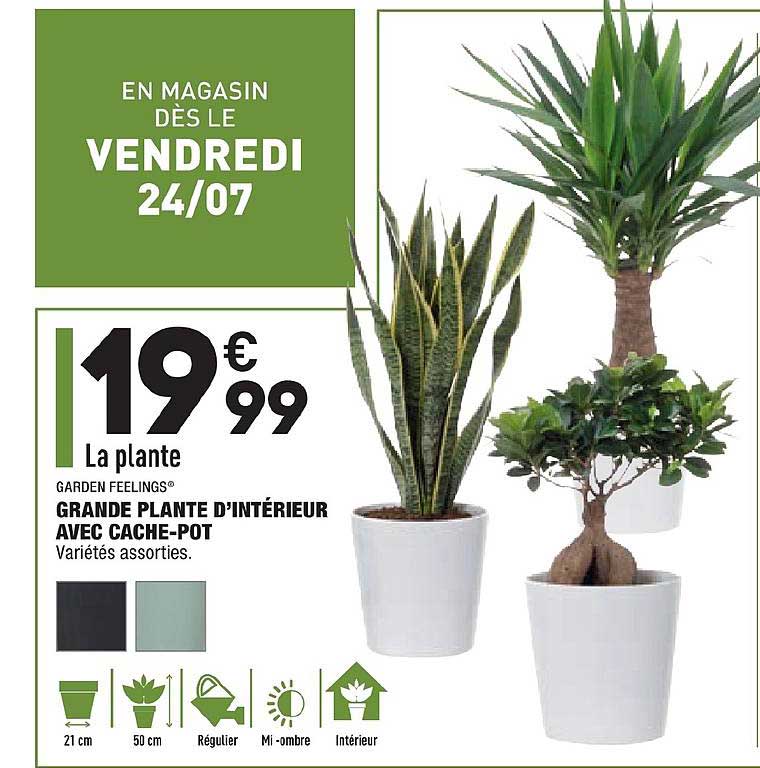 grande plante d'intérieur avec cache pot garden feelings