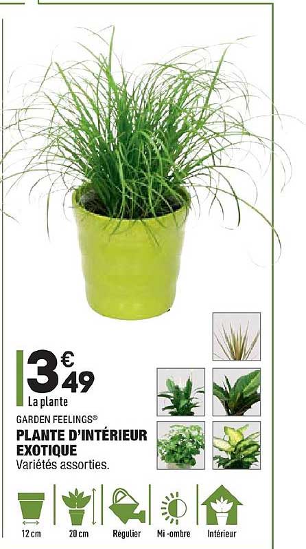 plante d'intérieur exotique garden feelings