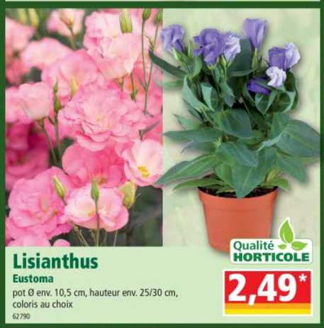 Lisianthus
