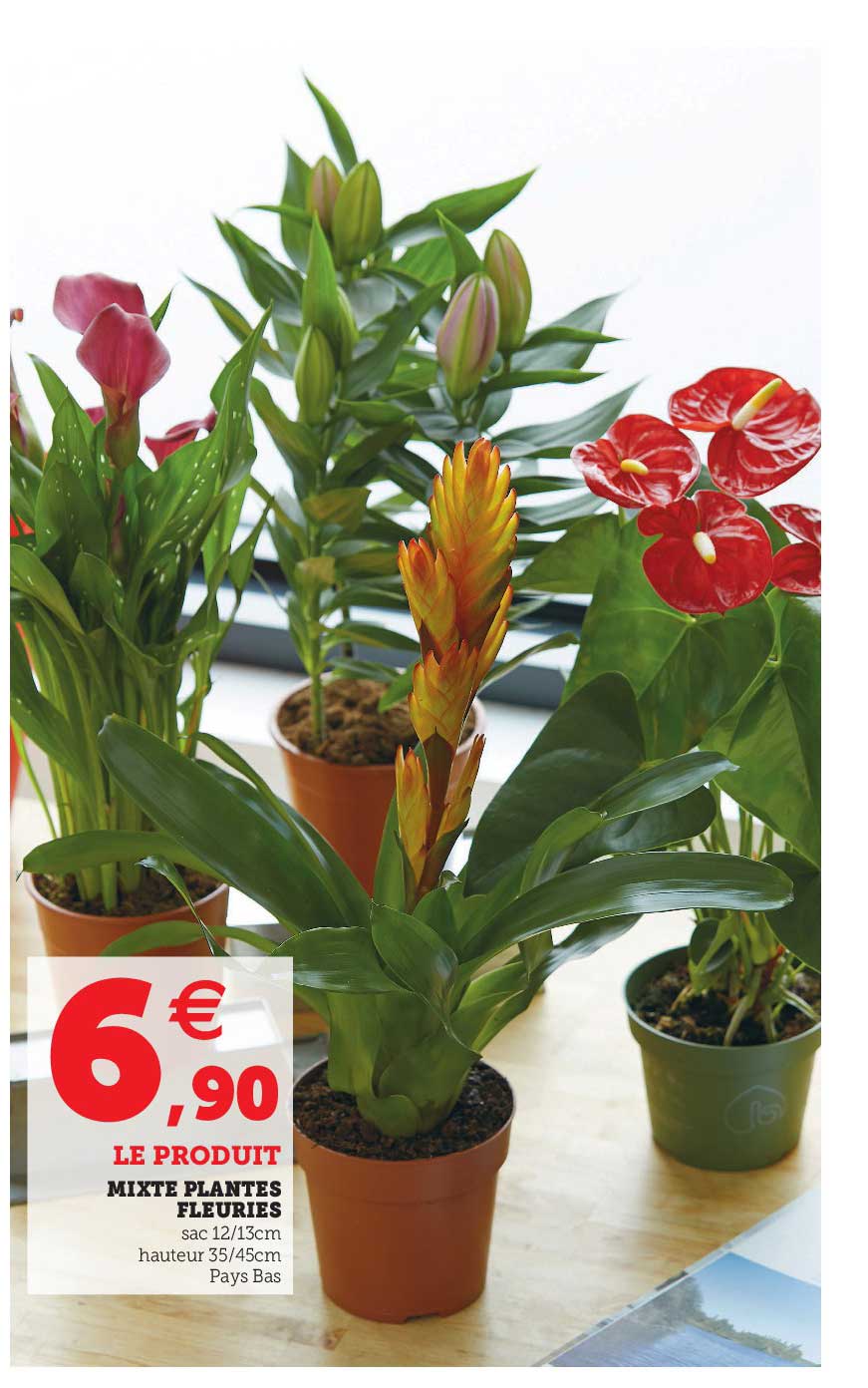 Mixte Plantes Fleuries