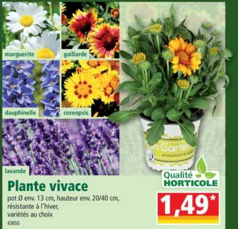 plante vivace