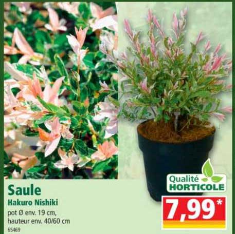 saule hakuro nishiki