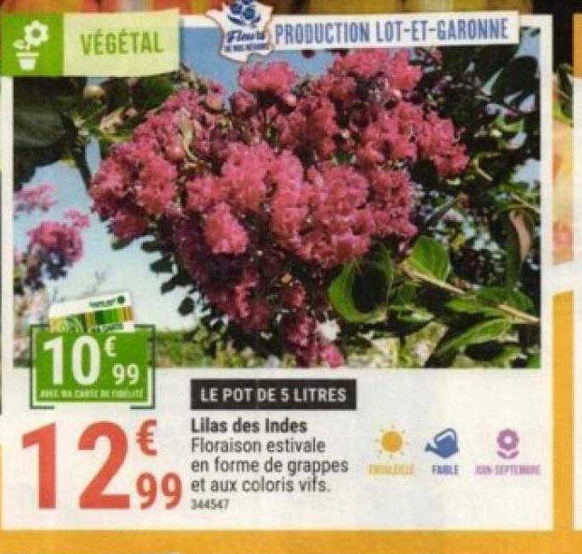 lilas des indes