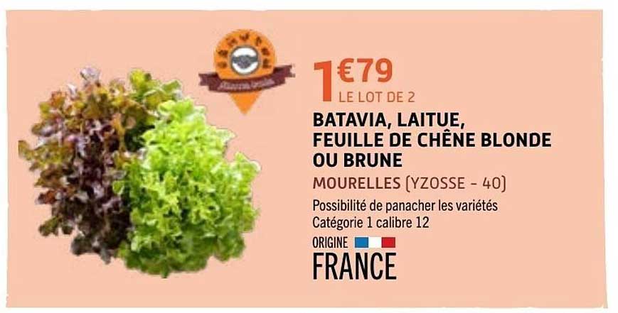 BATAVIA, LAITUE, FEUILLE DE CHÊNE BLONDE OU BRUNE