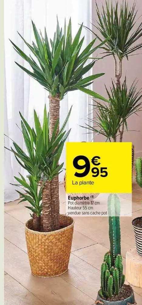 euphorbe