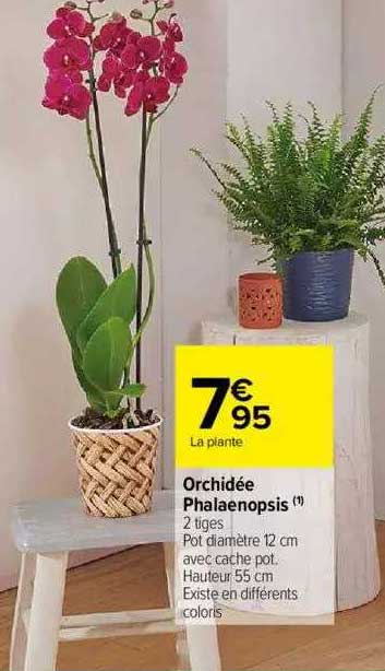 Orchidée Phalaenopsis