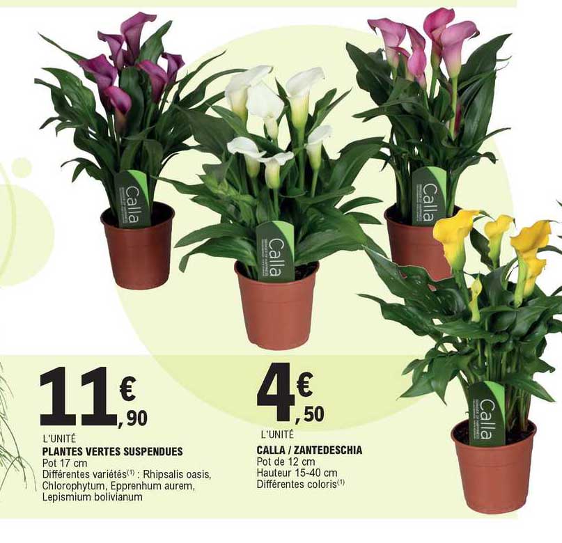 Plantes Vertes Suspendue, Calla - Zantedeschia
