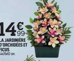la jardinière d'orchidées et ficus