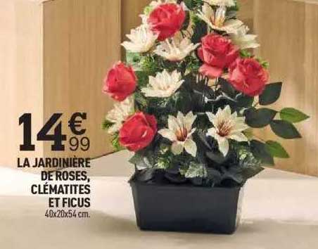 la jardinière de roses, clématites et ficus