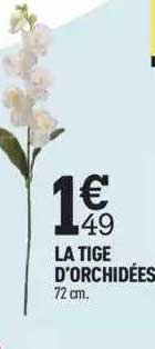 la tige d'orchidées