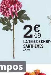 la tige de chrysanthèmes